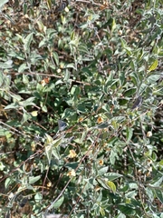 Jacquemontia pringlei