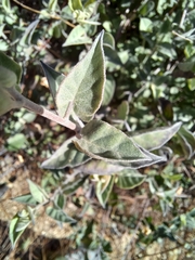 Jacquemontia pringlei