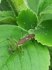 Harpactorini