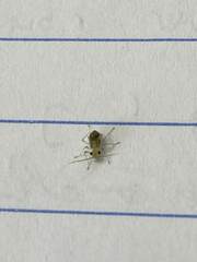 Macrosiphum euphorbiae