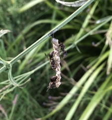 Ropalidia revolutionalis