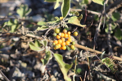 Solanum lanceolatum