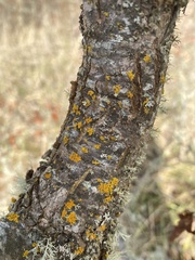 Polycauliona polycarpa