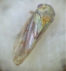 Macropsis