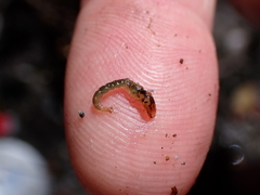 Hydrobiosidae