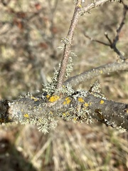 Polycauliona polycarpa