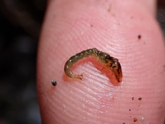 Hydrobiosidae