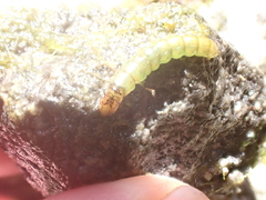 Hydrobiosidae