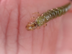 Hydrobiosidae