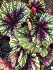 Begonia rex