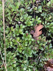 Ericaceae