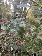 Quercus parvula
