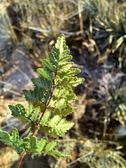 Myriopteris wrightii