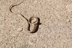 Dryophylax hypoconia