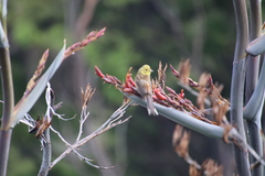 Emberiza citrinella caliginosa