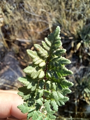 Myriopteris wrightii