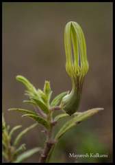 Ceropegia anjanerica