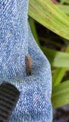 Haematopota pluvialis