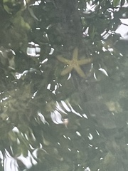 Oreaster reticulatus