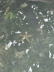 Oreaster reticulatus