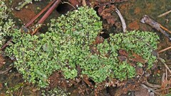 Cladonia piedmontensis