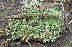 Cladonia piedmontensis