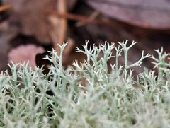 Cladonia sandstedei