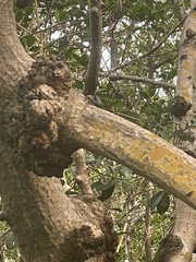 Aratus pisonii