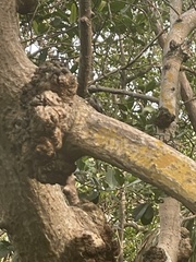 Aratus pisonii