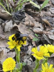 Bombus haematurus