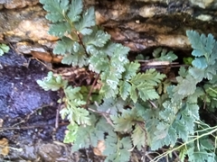 Myriopteris wrightii