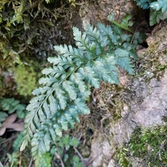 Asplenium billotii