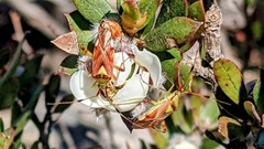 Pseudopantilius australis