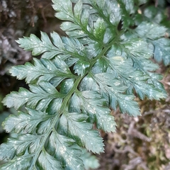 Asplenium billotii