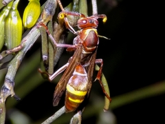 Polistes badius