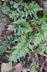 Asplenium adiantum-nigrum