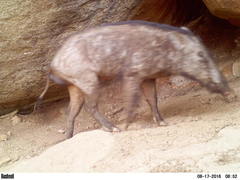 Sus scrofa cristatus