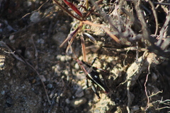 Pyrgomorphidae