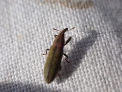 Lixus filiformis