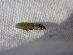 Lixus filiformis