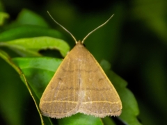 Simplicia extinctalis