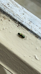 Microchrysa polita