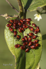 Tropidothorax leucopterus