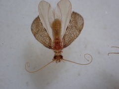 Oeconesidae