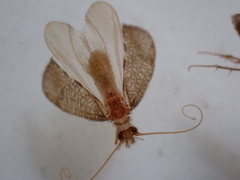 Oeconesidae