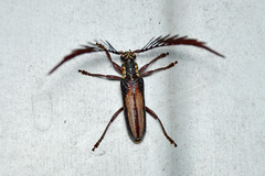 Piesarthrius marginellus