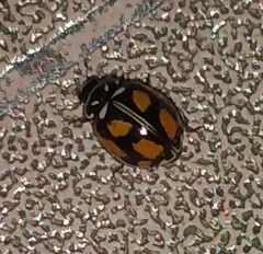 Adalia angulifera