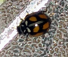 Adalia angulifera