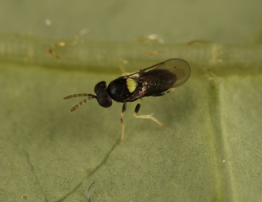 Coccophaginae