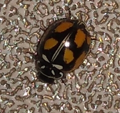 Adalia angulifera